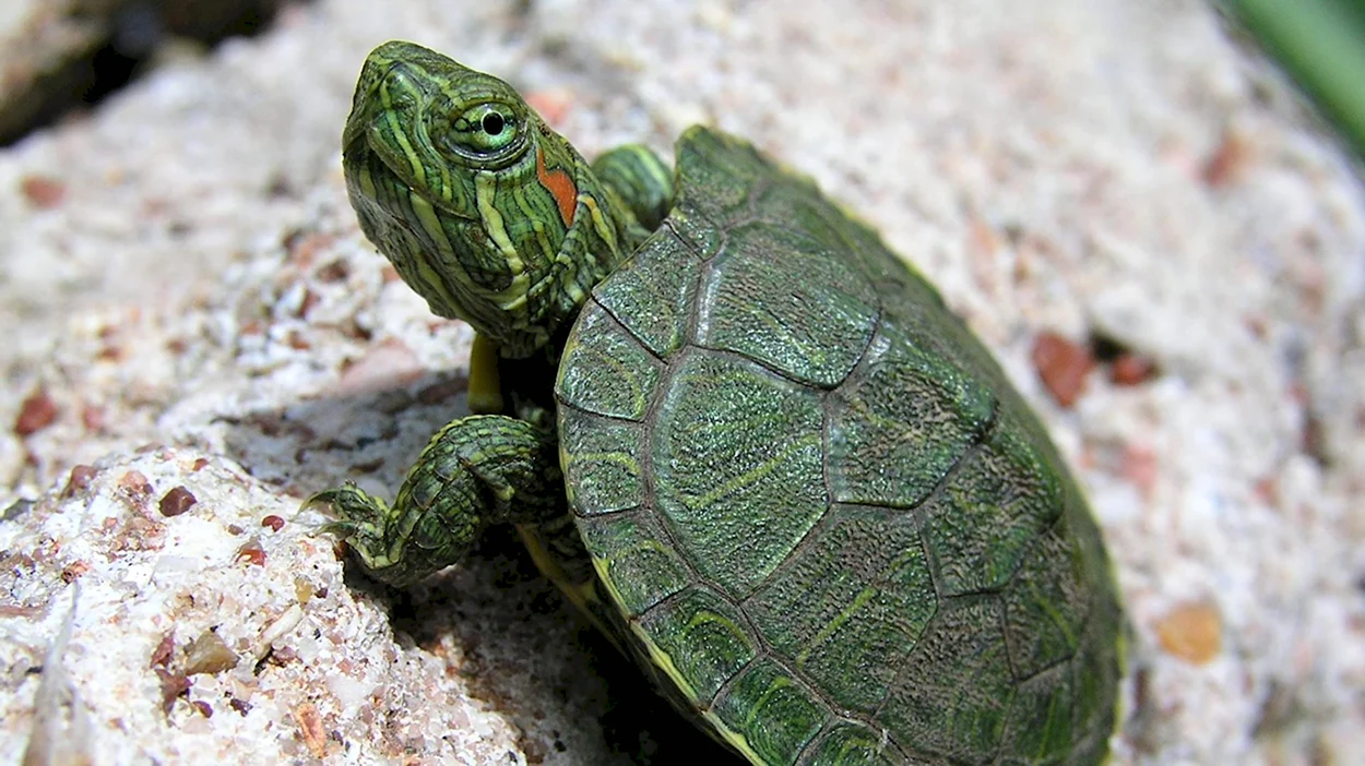 Красноухая черепаха ниндзя. Красивое животное