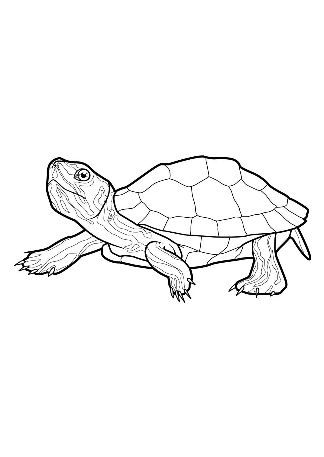 Красноухая черепаха раскраска. Для срисовки