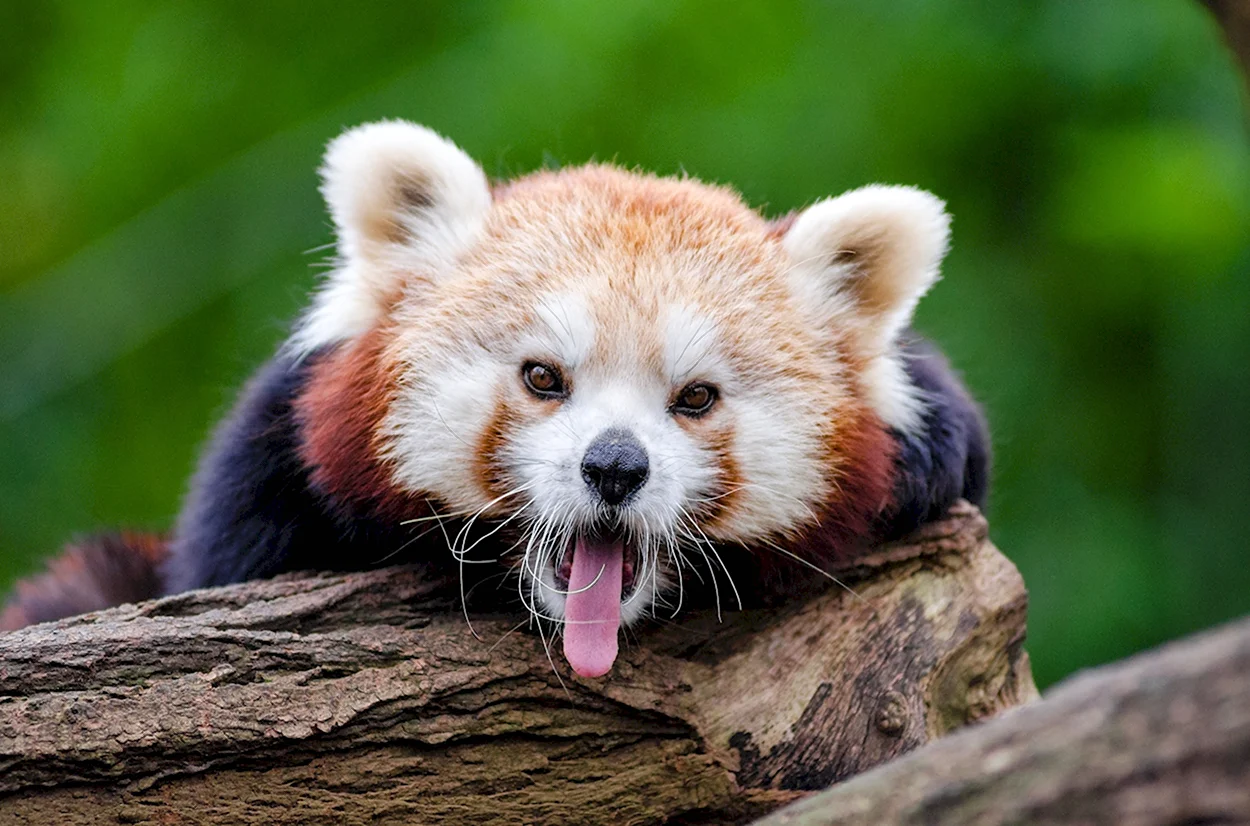Красноухая Панда. Красивое животное