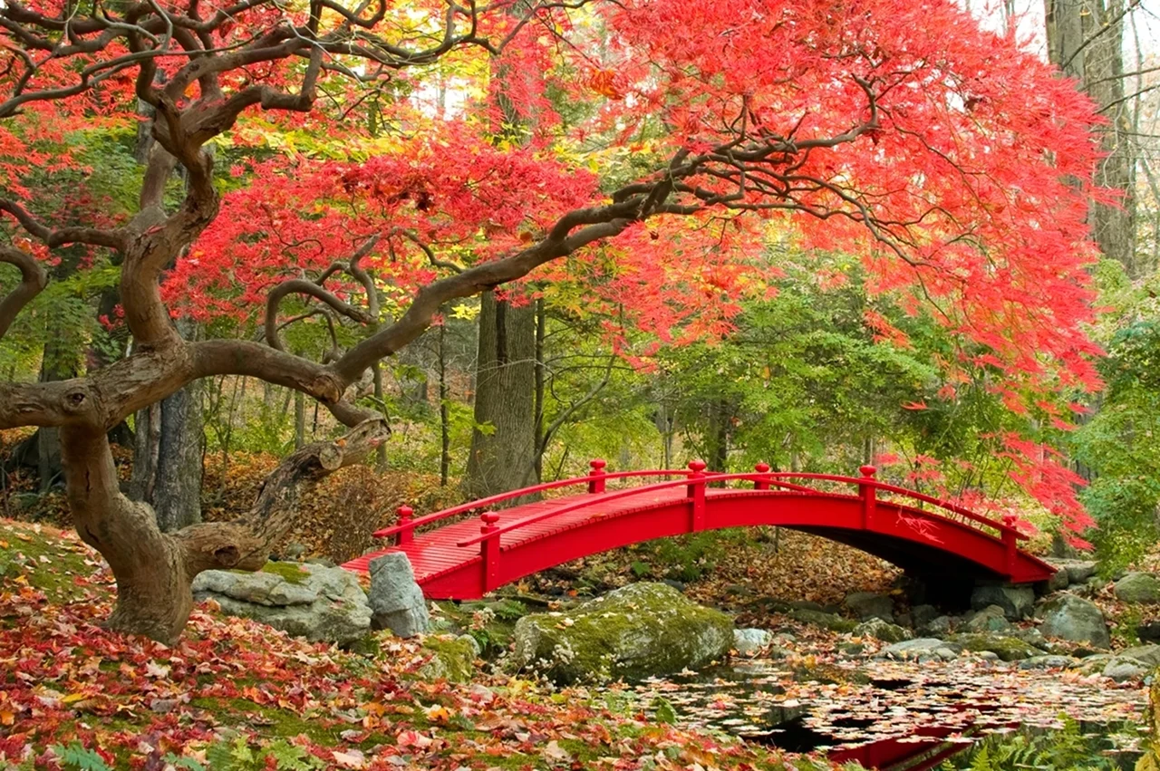 Красные клены в Японии. Красивая картинка