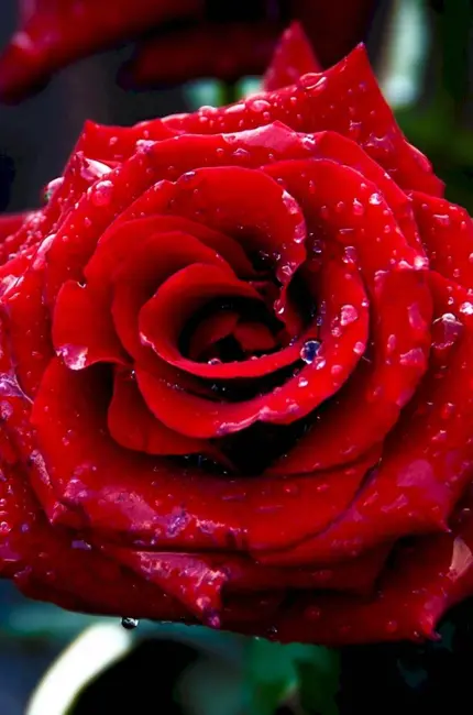Красные розы. Красивая картинка