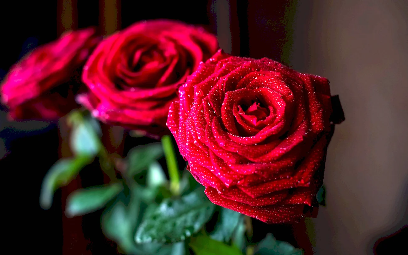 Красные розы. Красивая картинка