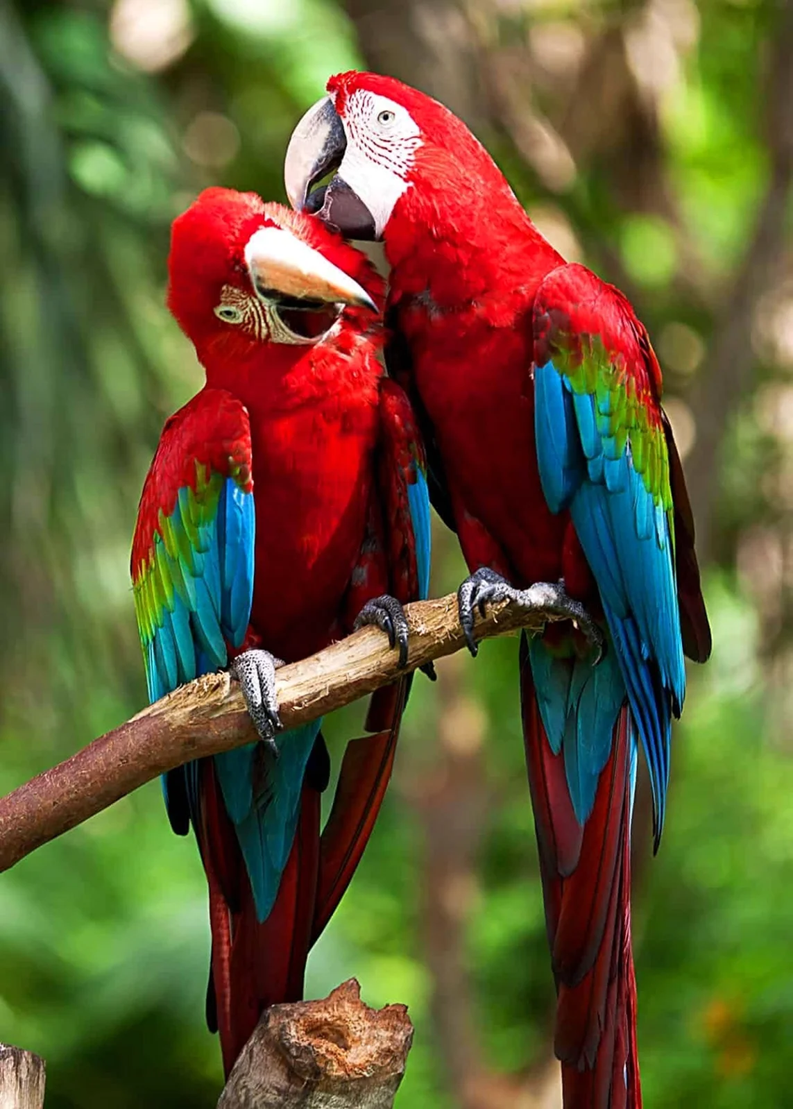 Красный ара Макао. Красивое животное