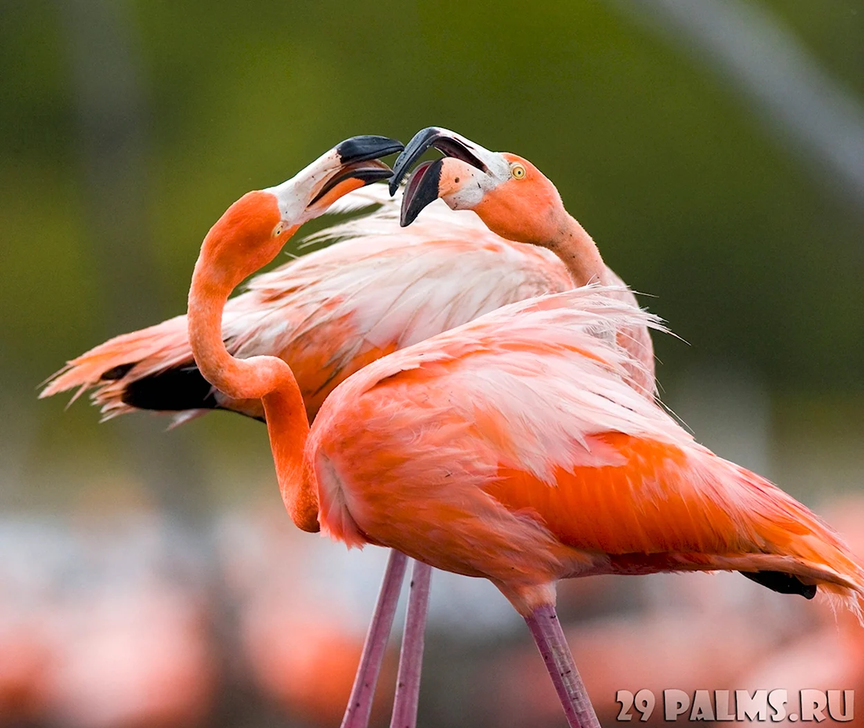 Красный Карибский Фламинго. Красивое животное