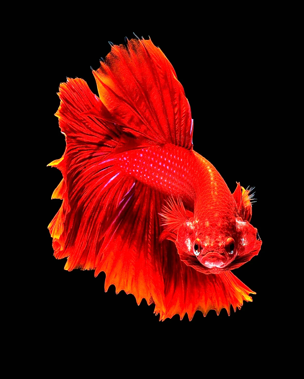 Красный Королевский петушок рыбка. Красивое животное