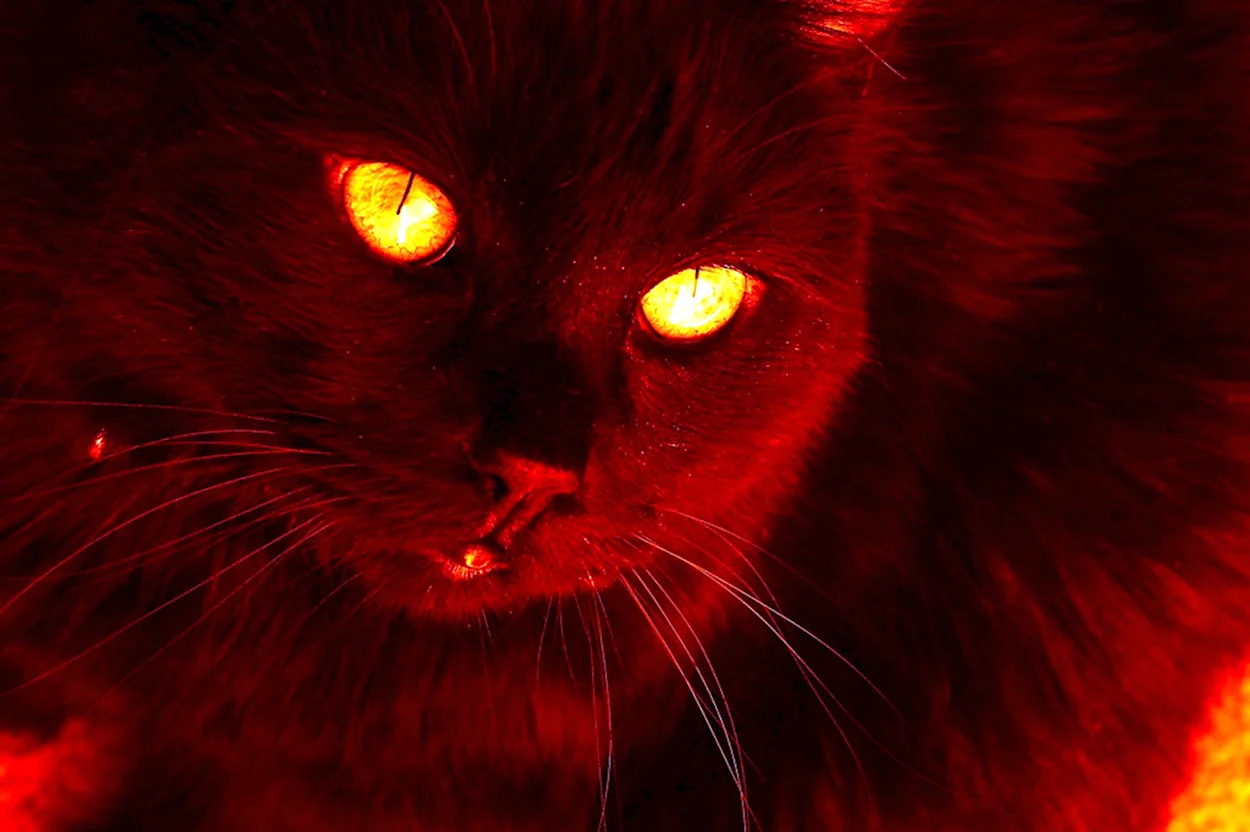 Красный кот. Красивое животное