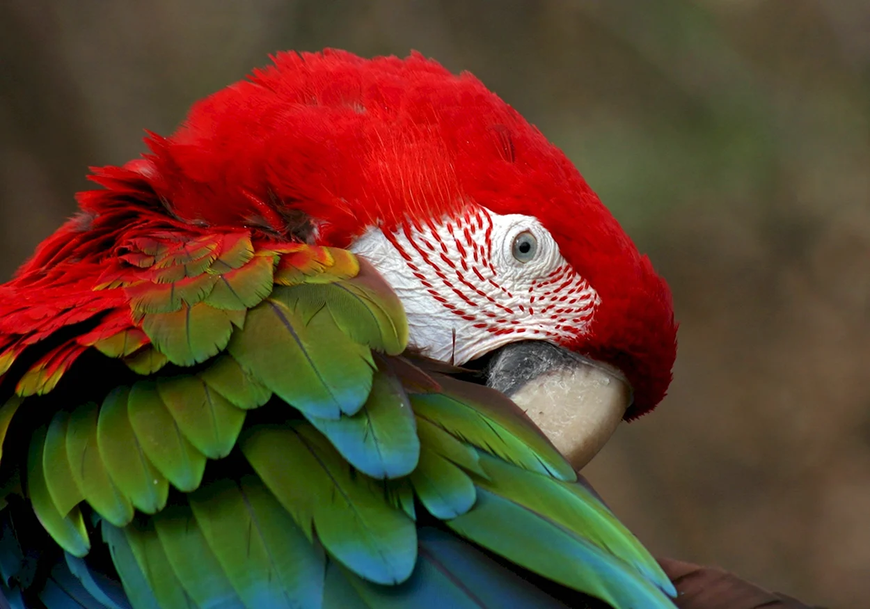 Красный попугай порода. Красивое животное