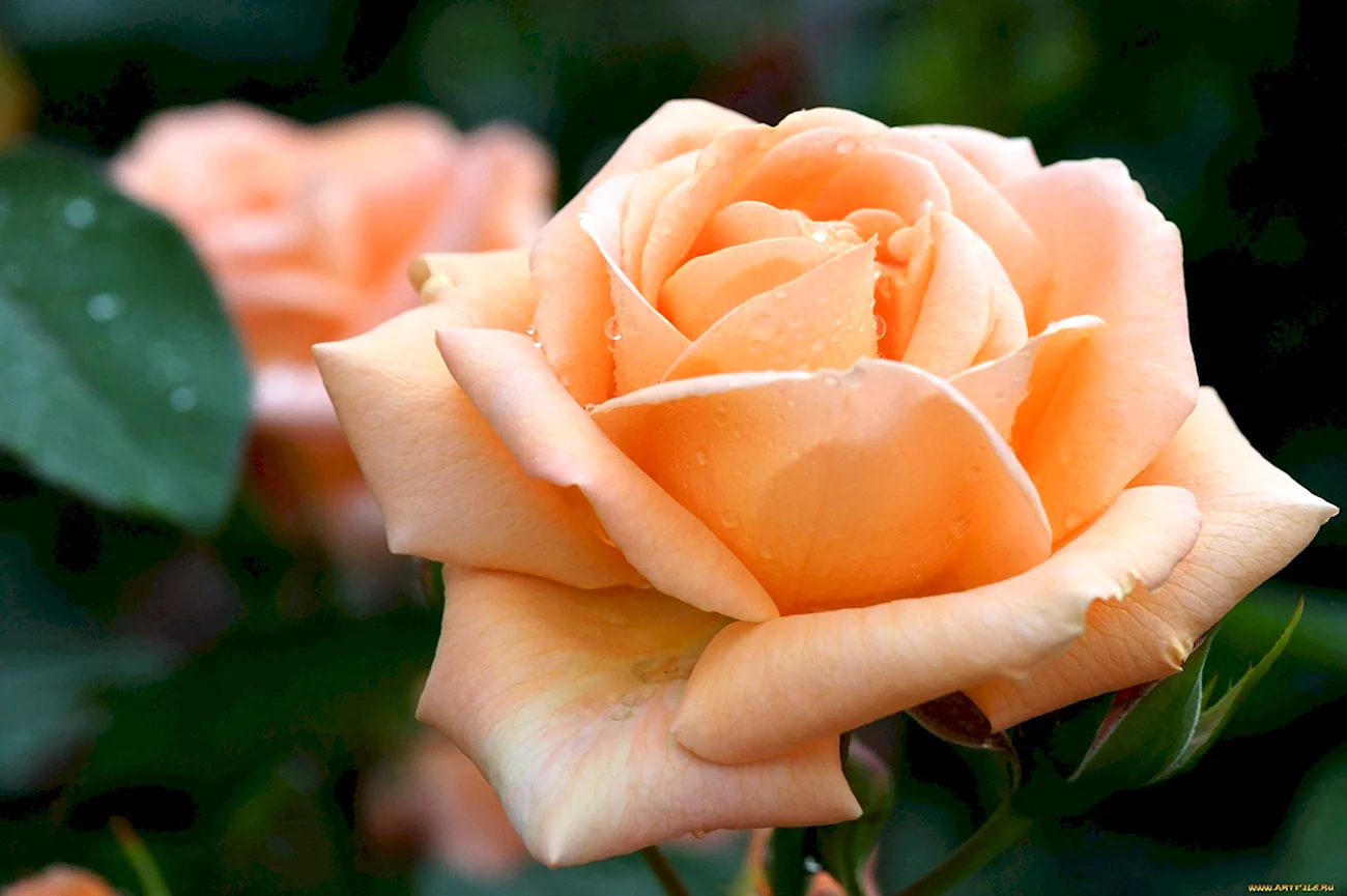 Кремово-Абрикосовая роза. Красивая картинка