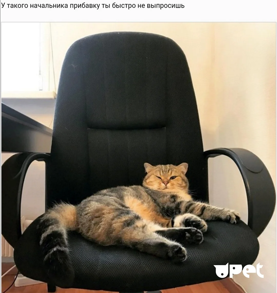 Кресло для кошки. Картинка