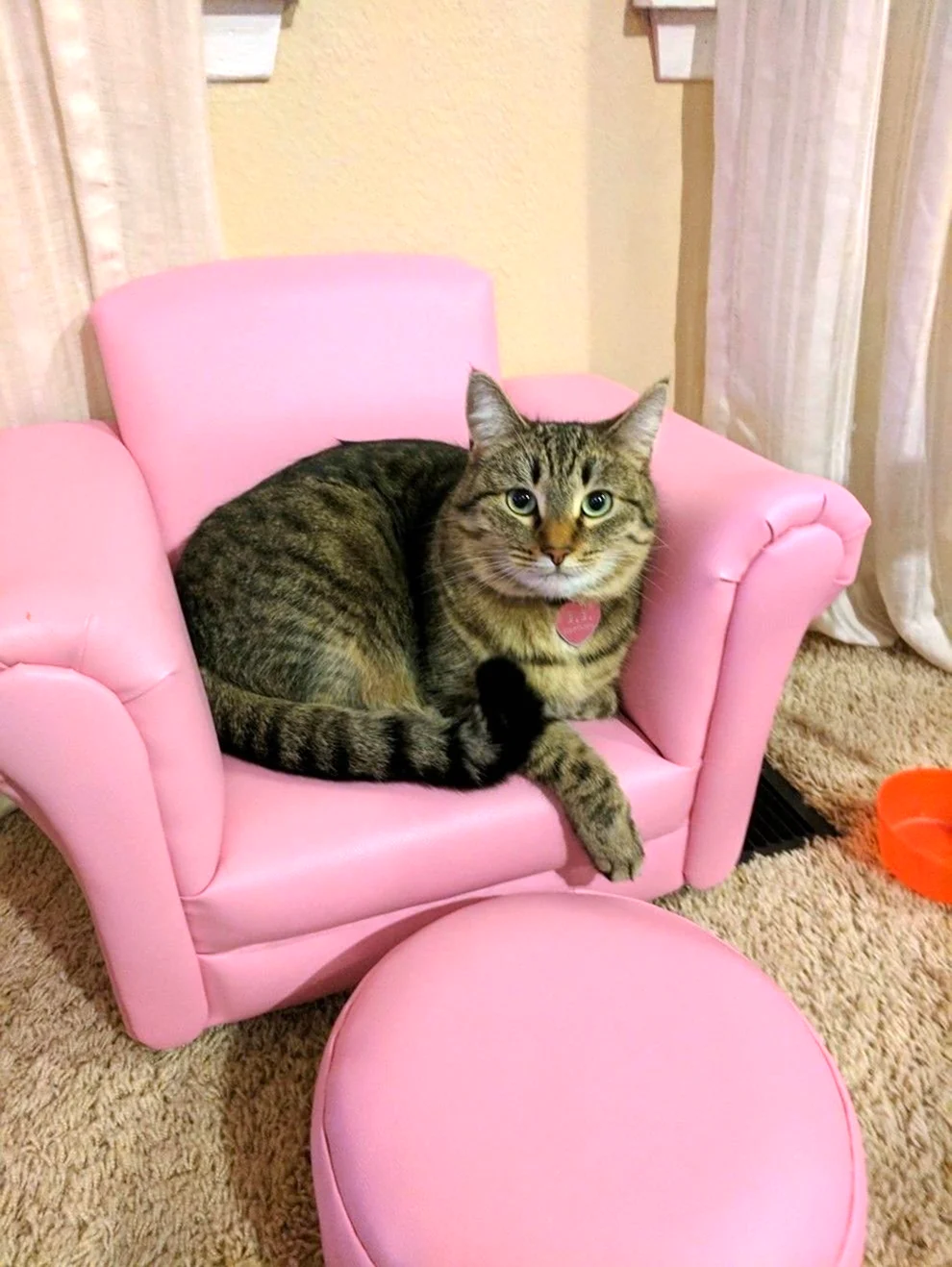 Кресло для кошки. Красивое животное