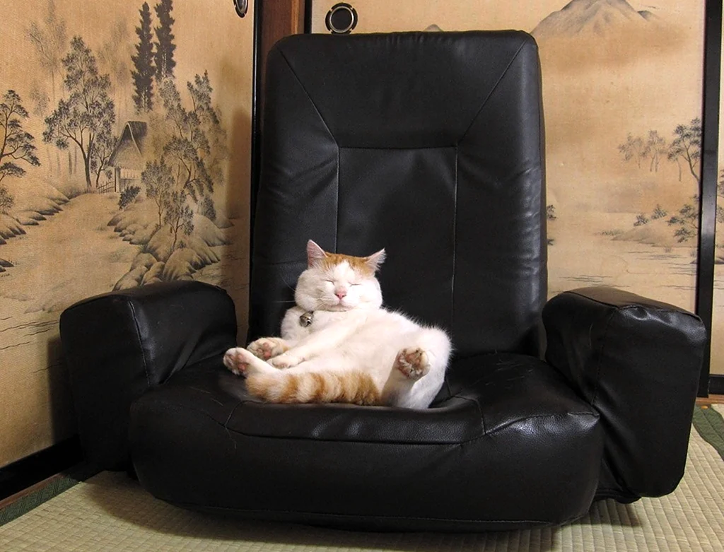 Кресло кот. Красивое животное