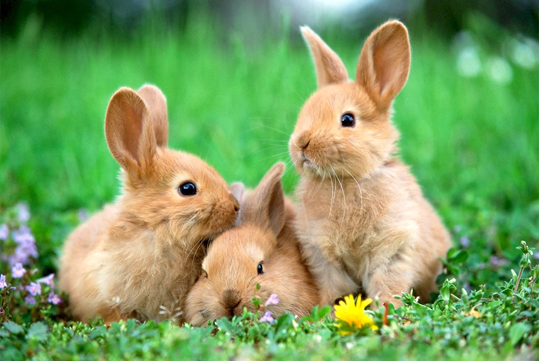 Крольчата. Красивые картинки животных