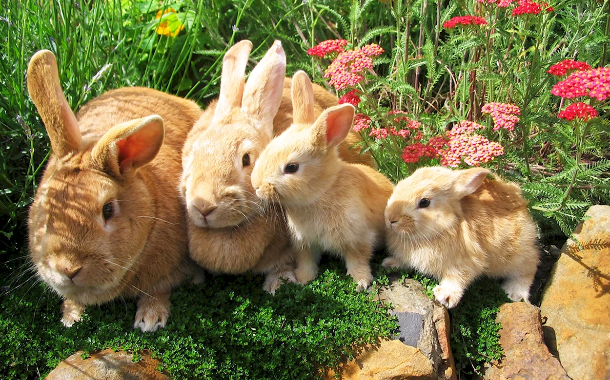 Крольчиха с крольчатами. Красивое животное