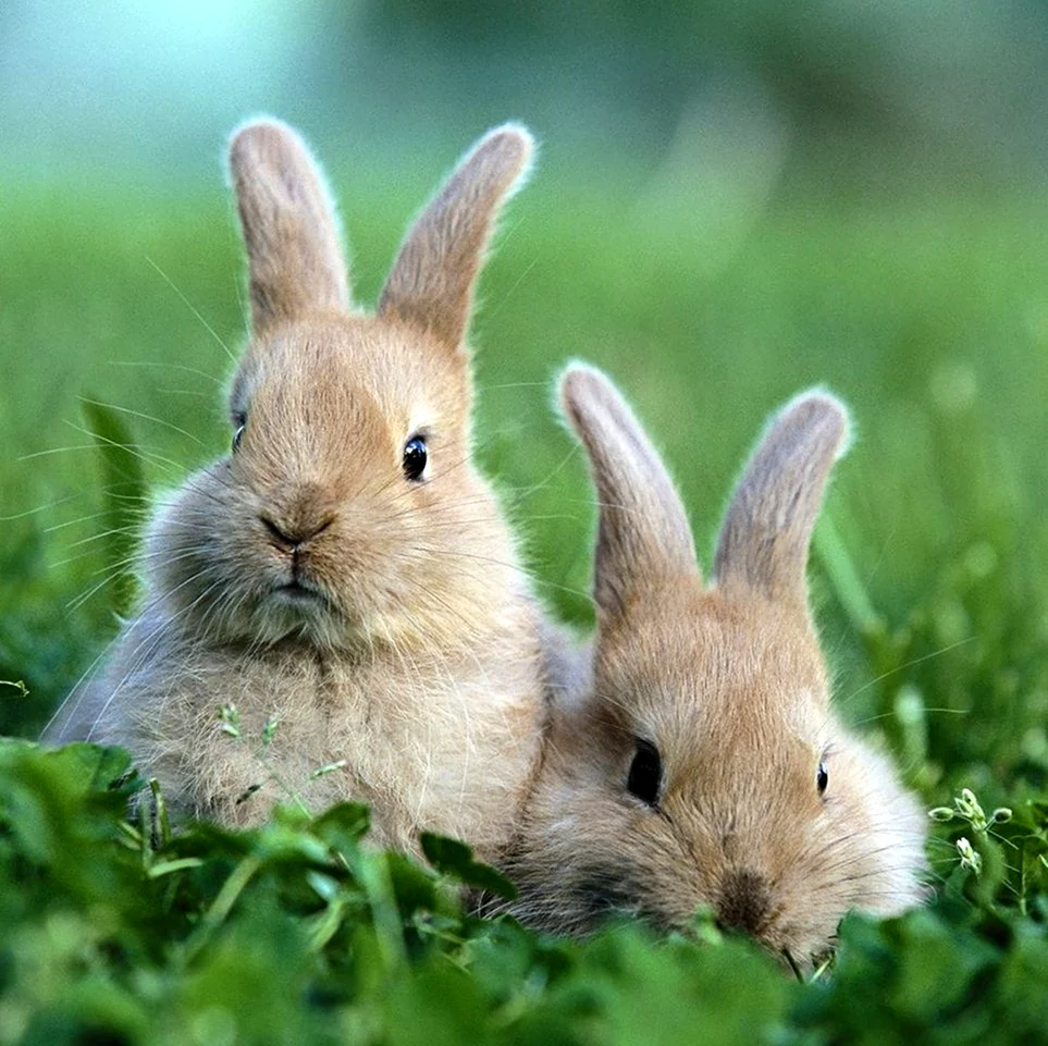 Кролик. Красивые картинки животных