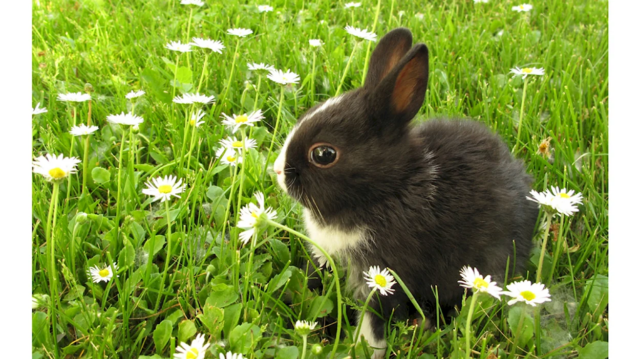 Кролик. Красивое животное