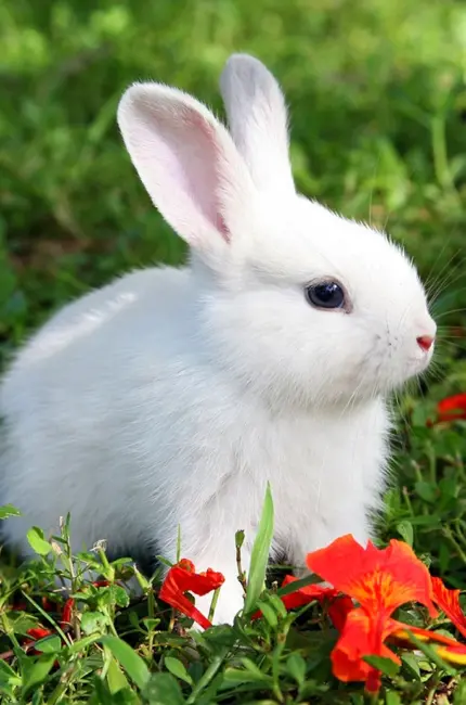 Кролик Альба. Картинка