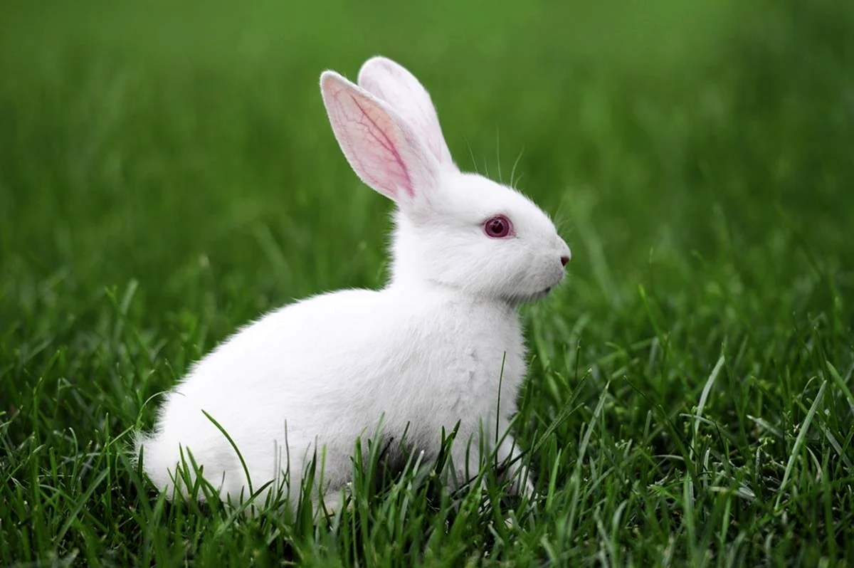 Кролик альбинос. Красивое животное