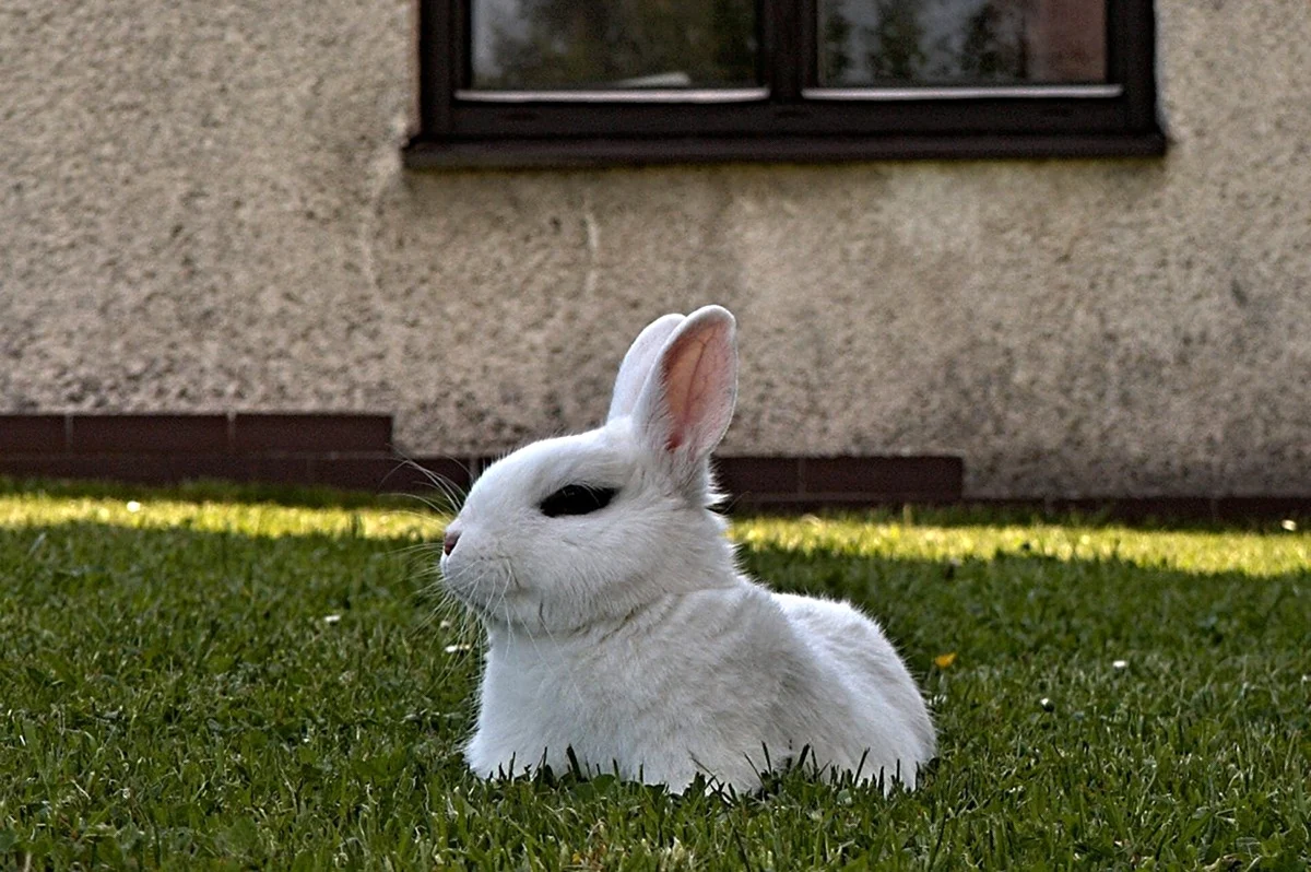 Кролик бонца. Красивое животное