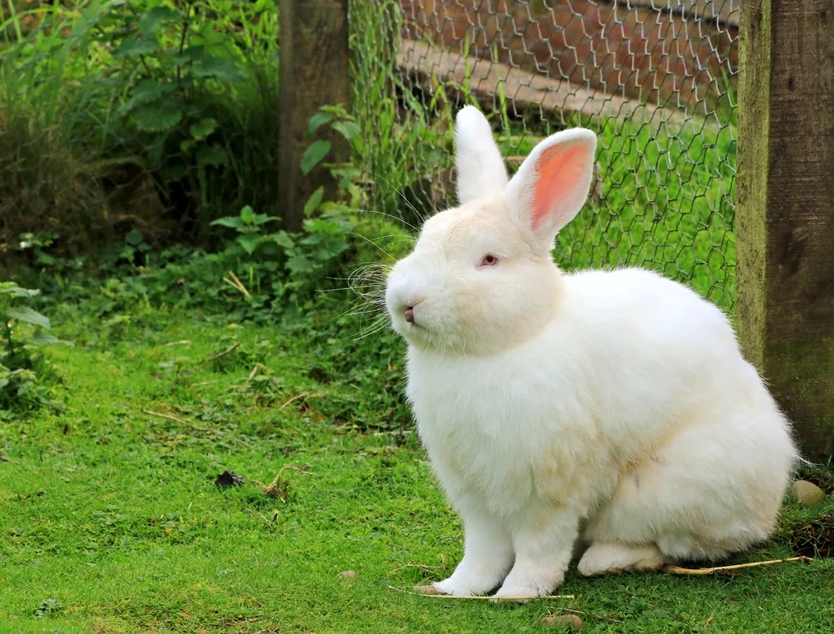 Кролик Бонзо белый. Красивое животное