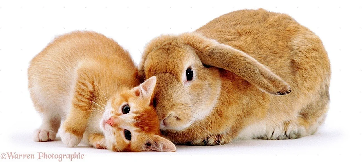 Кролик и кошка. Красивое животное