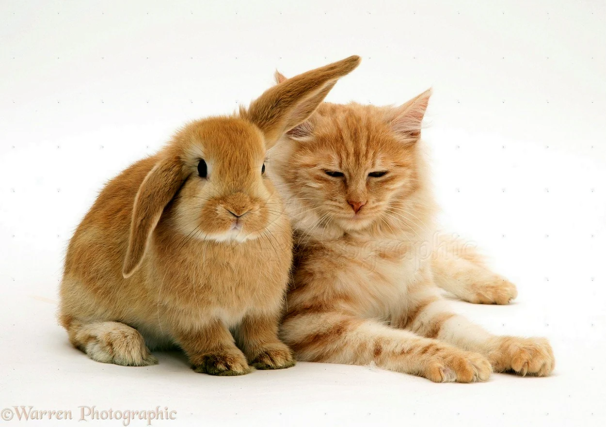 Кролик и кошка. Красивое животное
