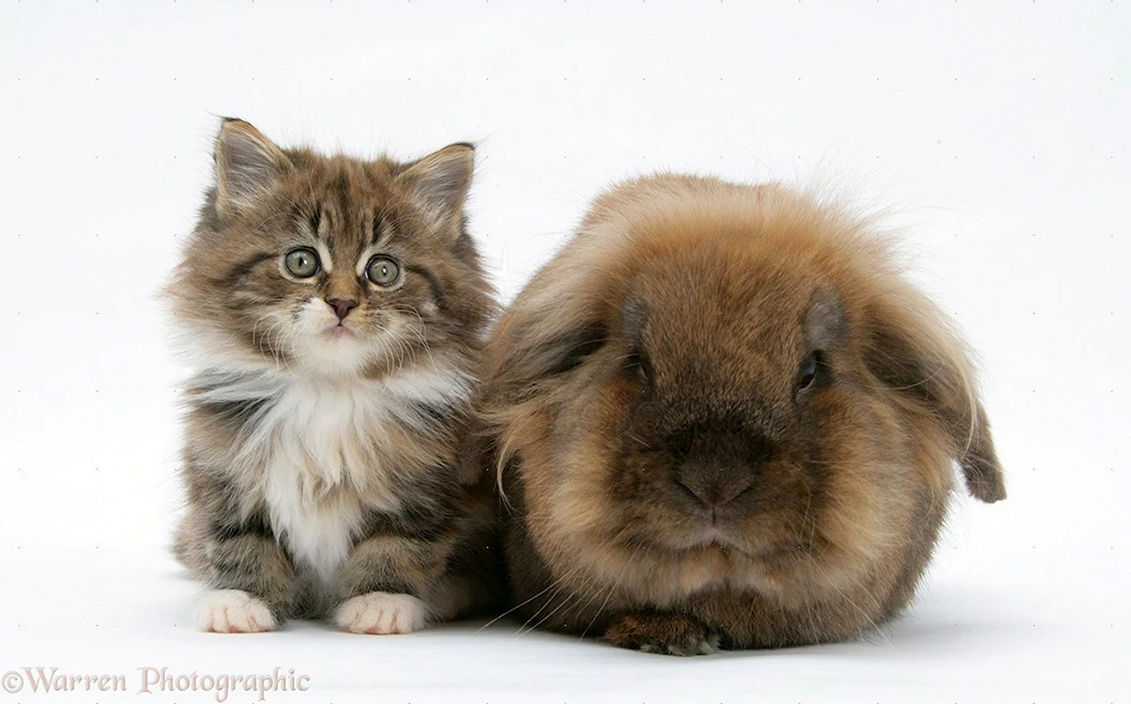 Кролик и кошка одно семейство. Красивое животное
