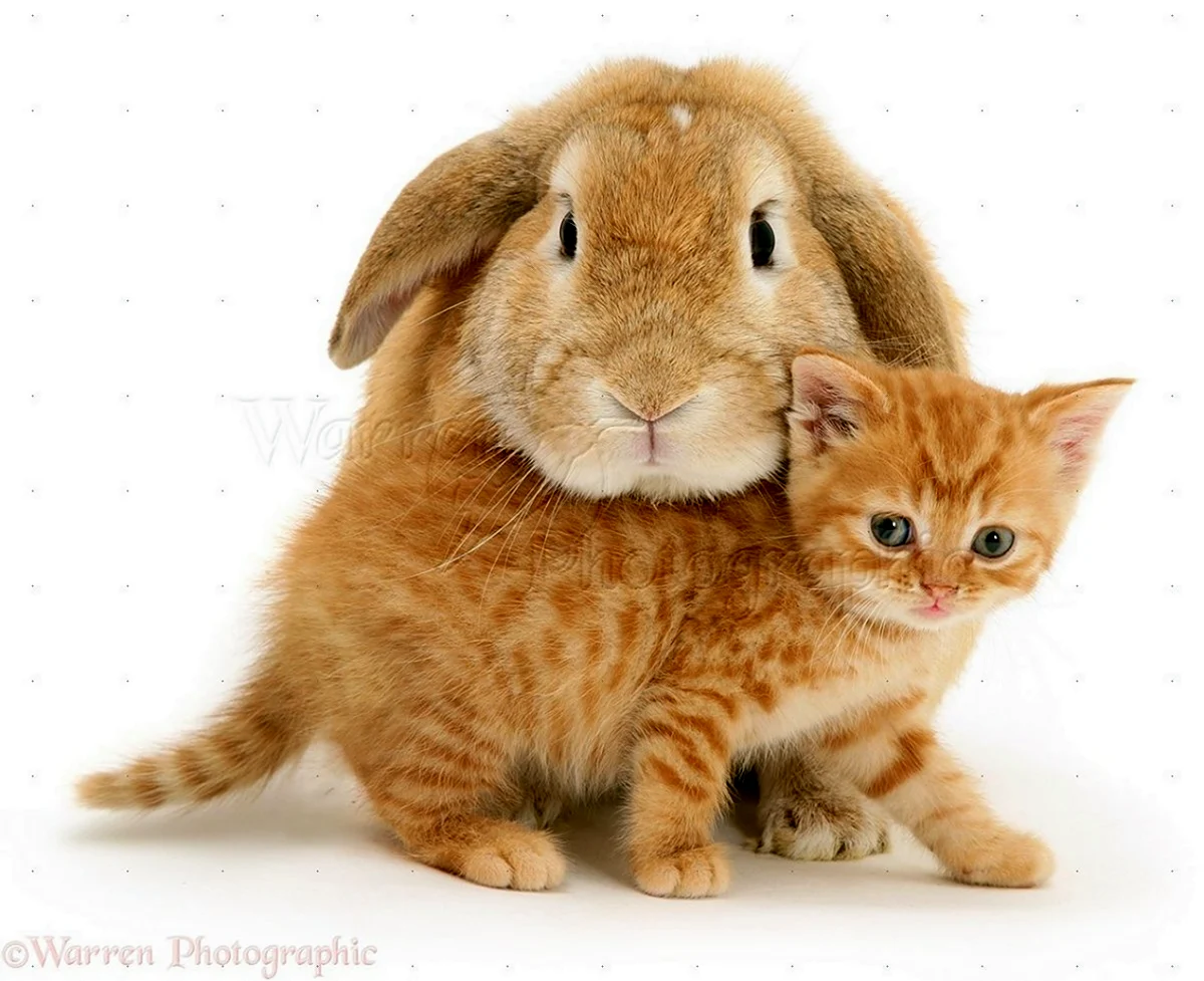 Кролик и котенок. Красивое животное
