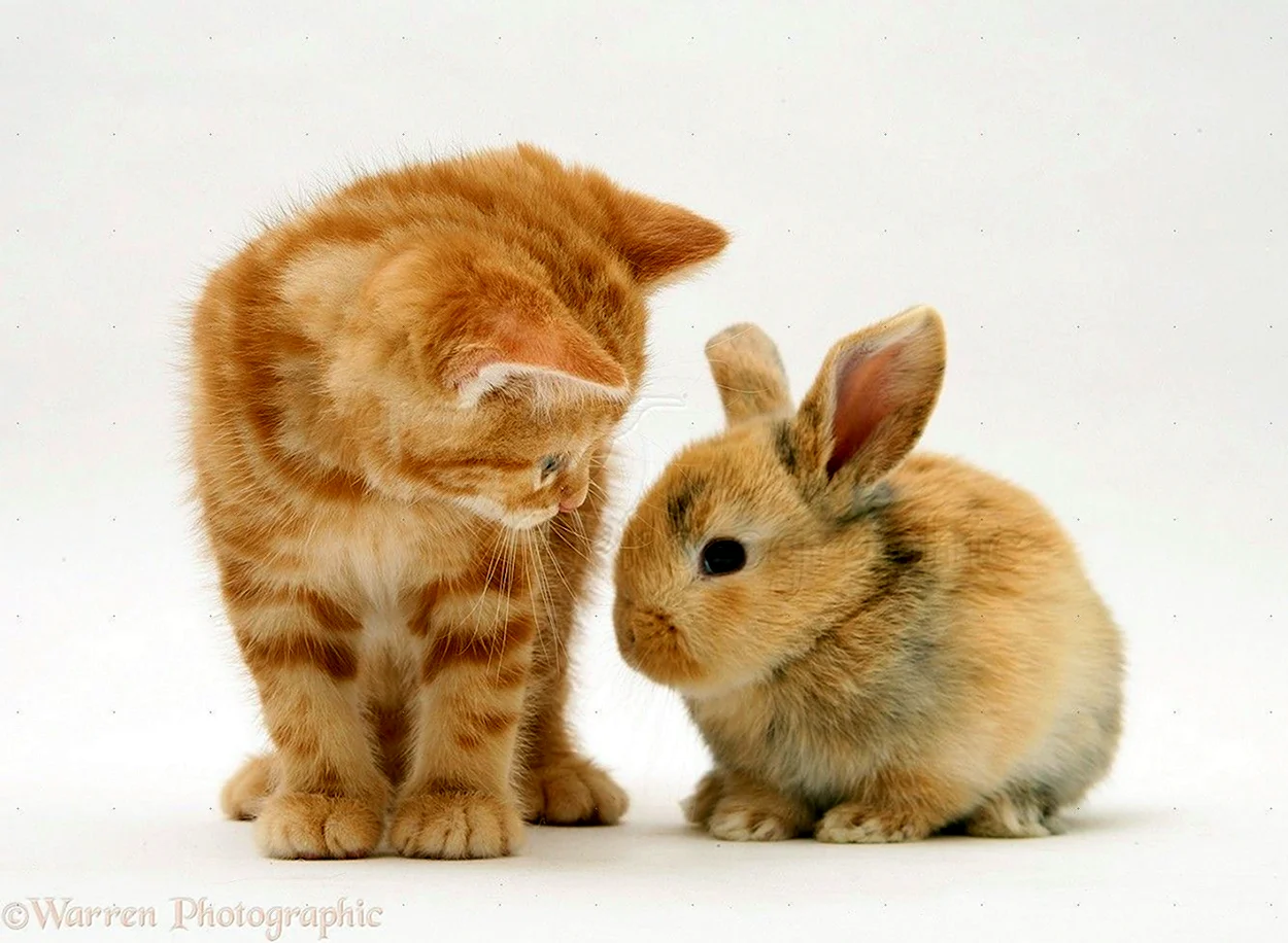 Кролик и котенок. Красивое животное