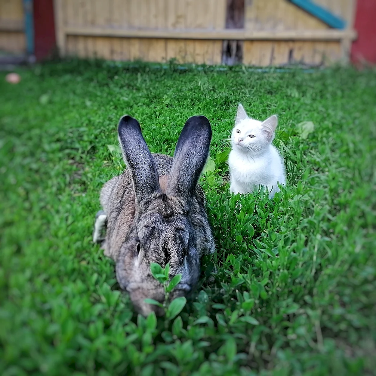 Кролик и котик. Красивое животное