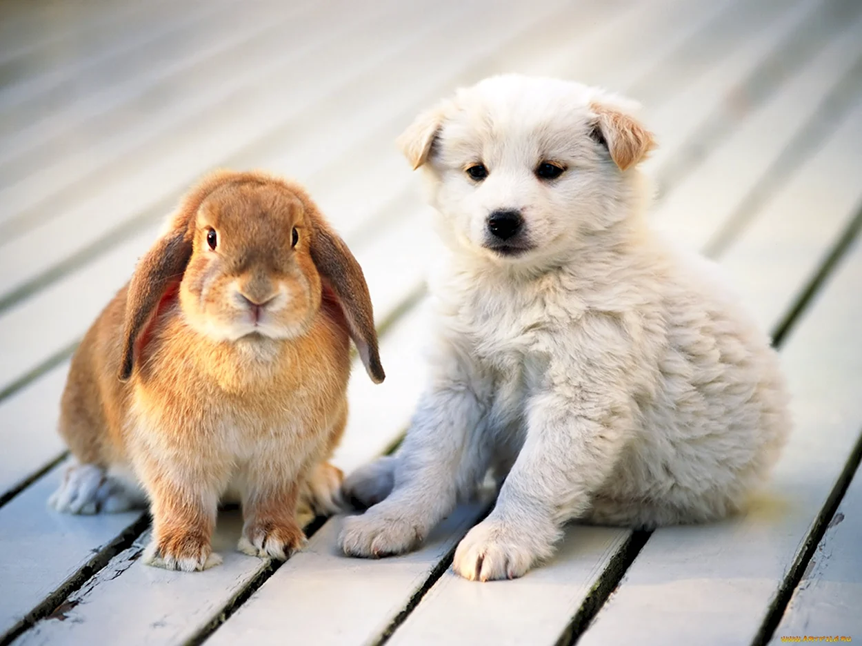 Кролик и собака. Красивое животное