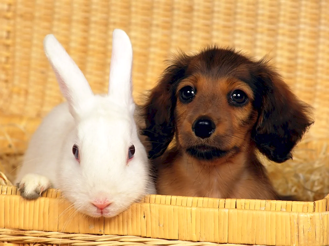 Кролик и собака. Красивое животное