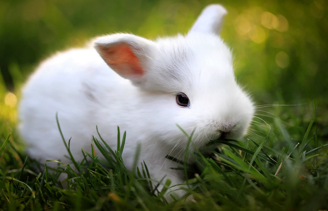 Кролик картинка. Красивое животное