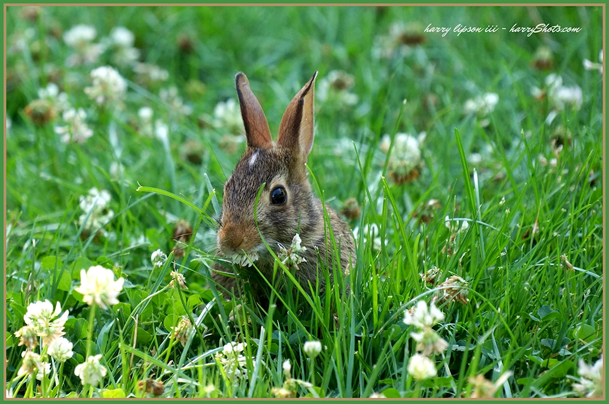 Кролик Клевер. Красивое животное