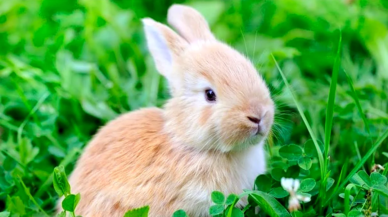 Кролик Клевер. Красивое животное