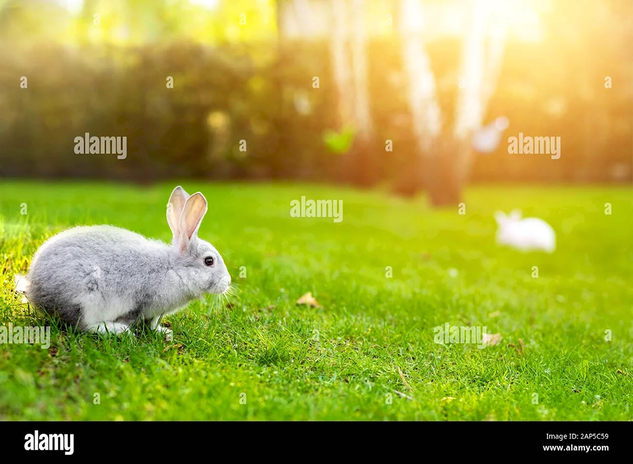 Кролик на газоне. Красивое животное