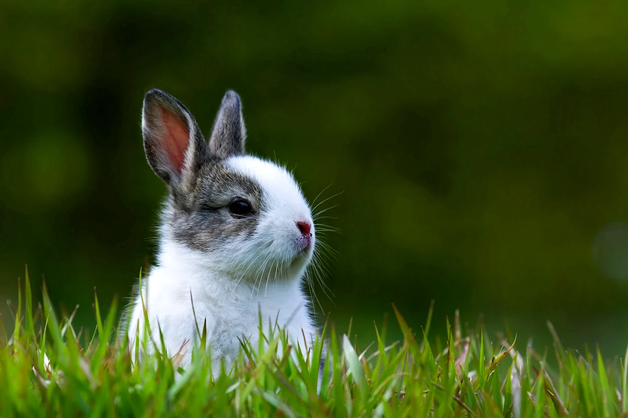 Кролик на травке. Красивое животное