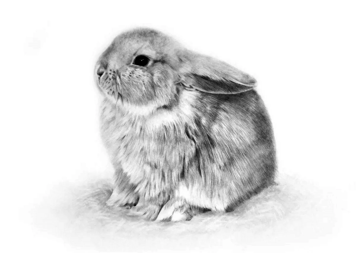 Кролик рисунок. Красивое животное