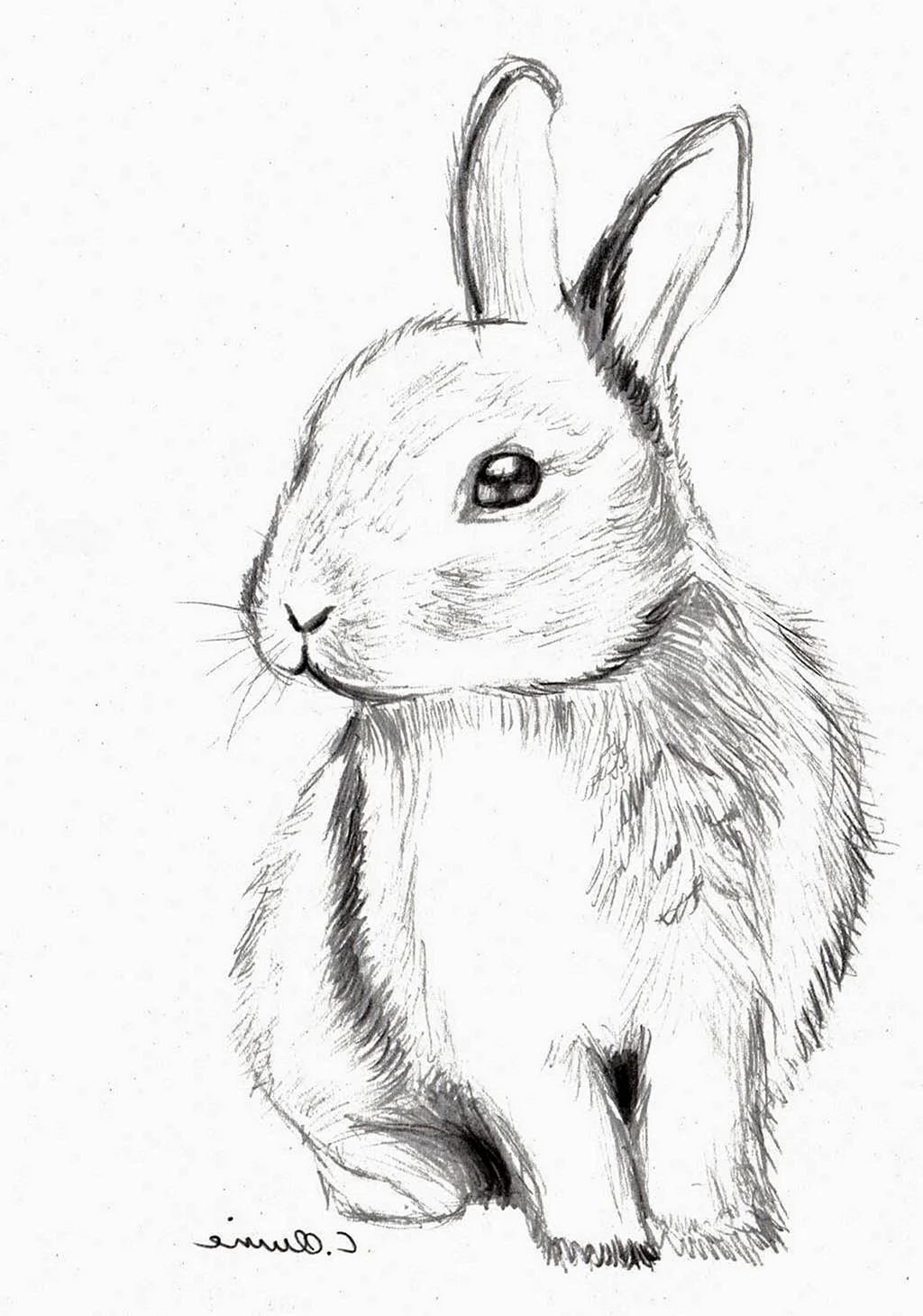 Кролик рисунок. Для срисовки