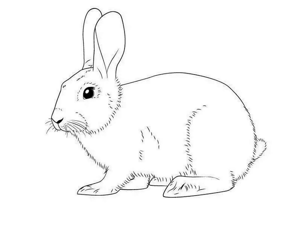 Кролик рисунок карандашом. Для срисовки