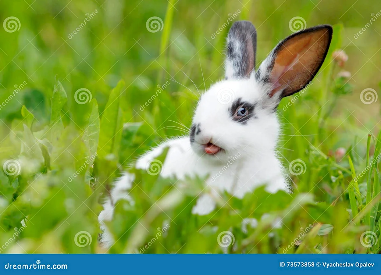 Кролик с белой лентой. Красивое животное