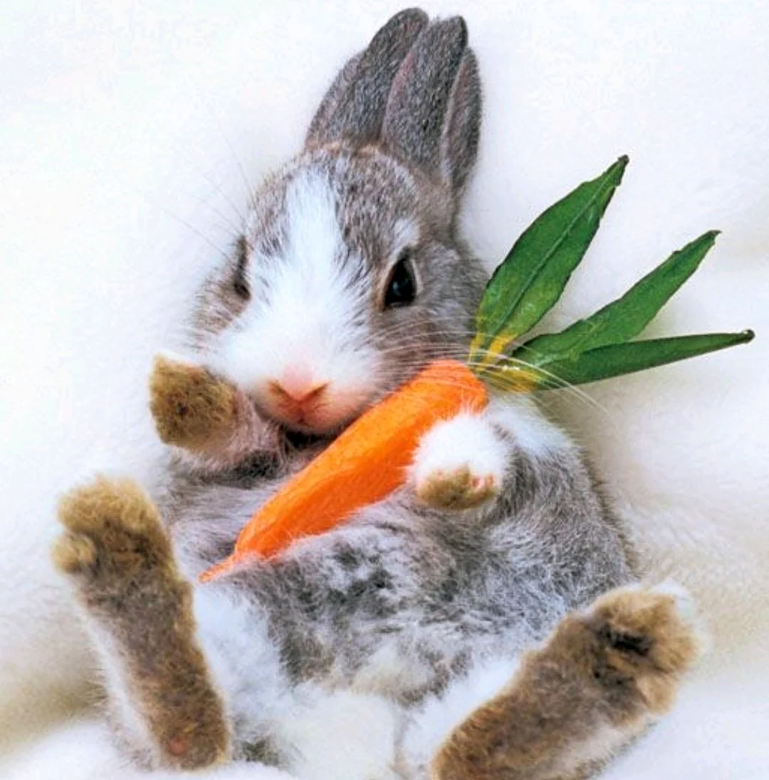 Кролик с морковкой. Красивые картинки животных