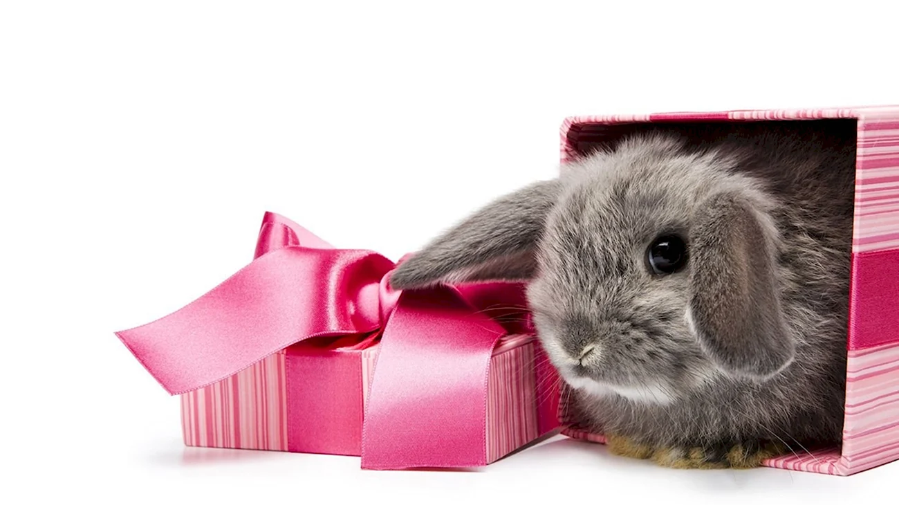 Кролик с подарком. Картинка