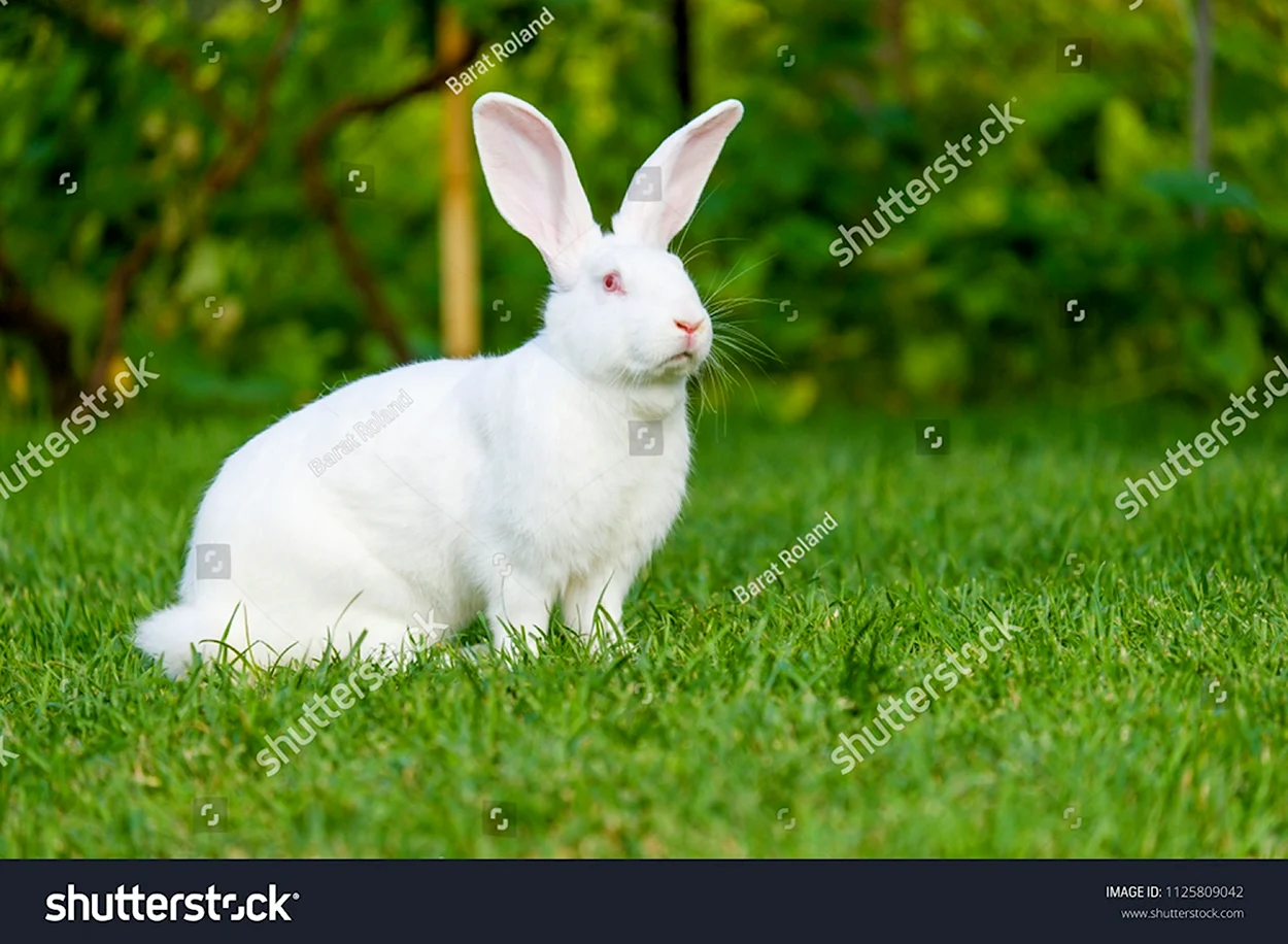 Кролик сидит на ковре. Красивое животное