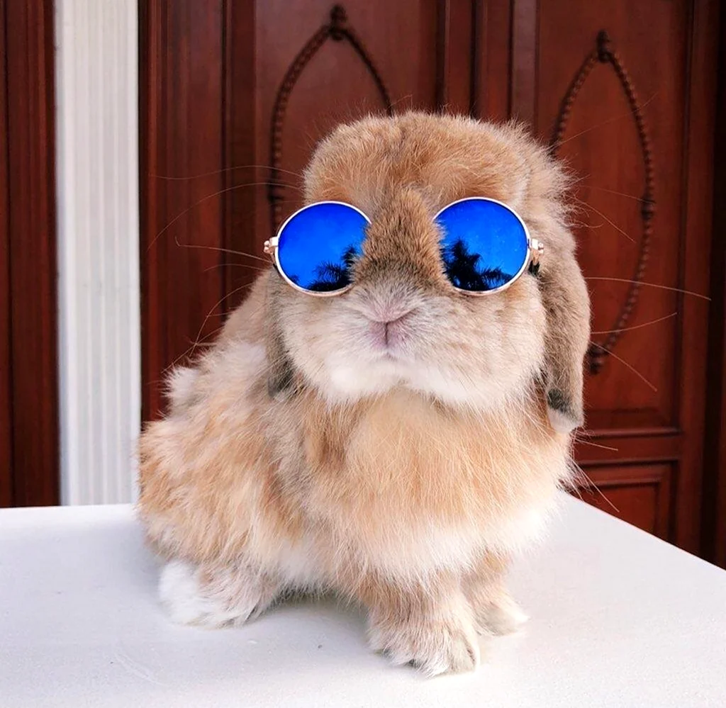 Кролик в очках. Красивое животное