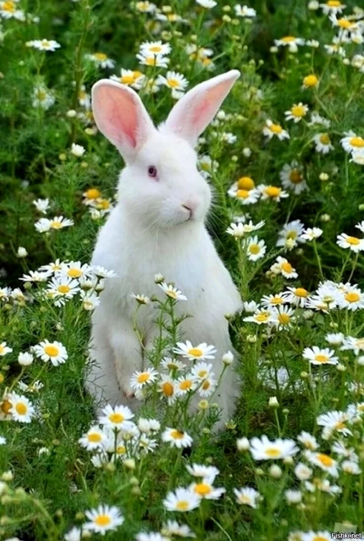 Кролик в ромашках. Красивое животное