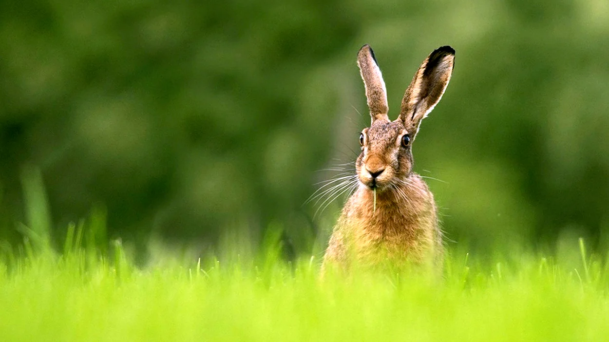 Кролик в траве. Красивое животное