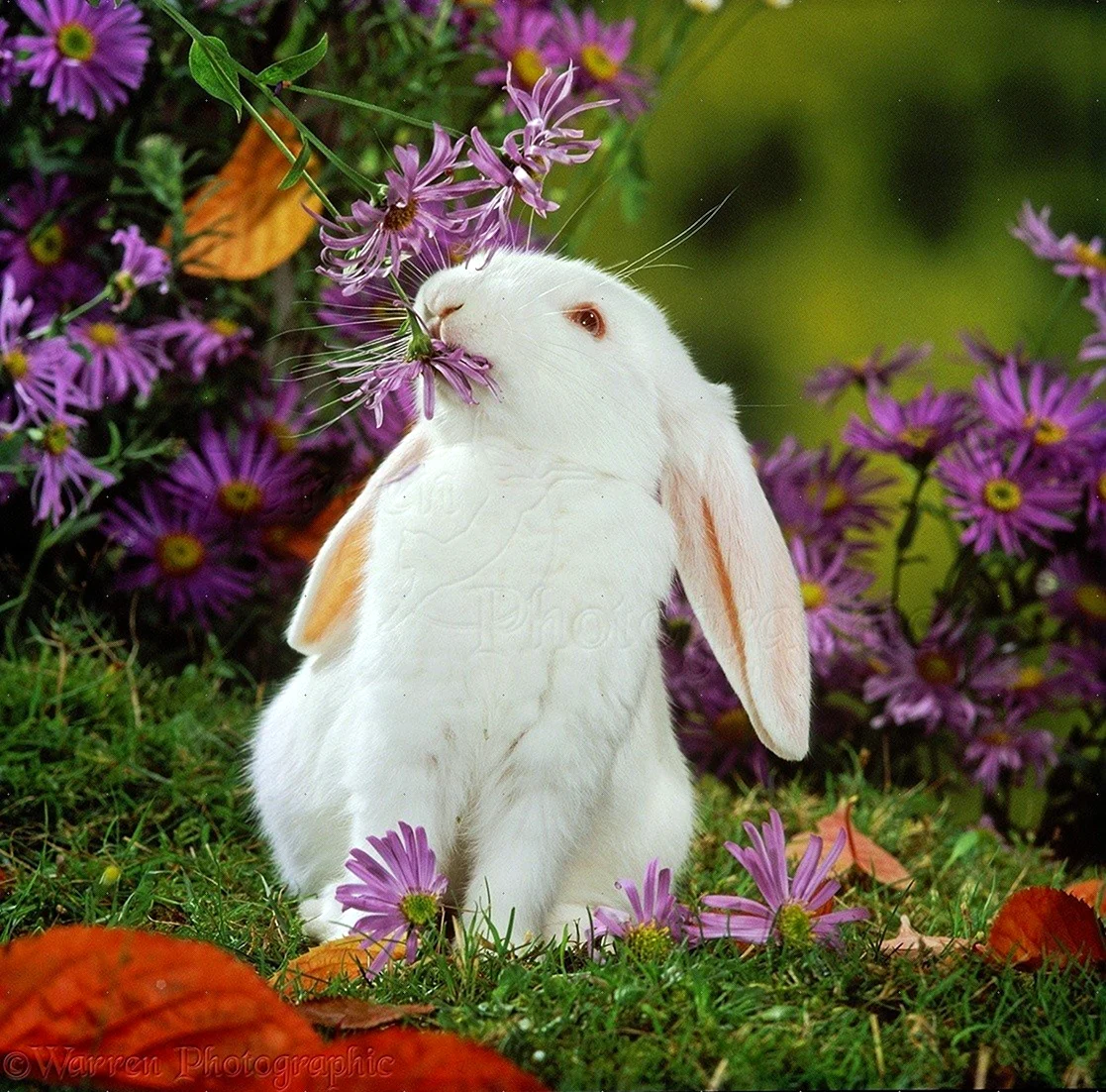 Кролик в цветах. Красивое животное