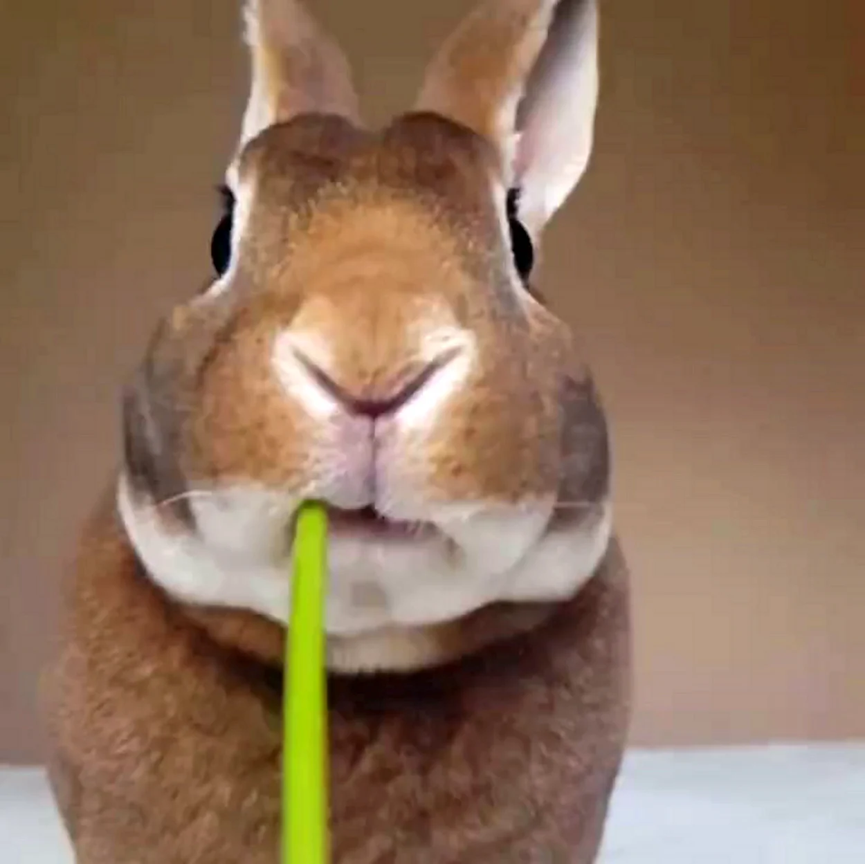 Кролик жует. Красивое животное