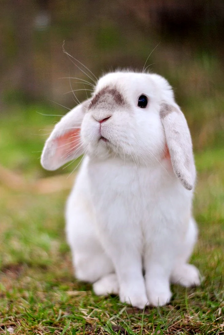 Кролики. Красивые картинки животных