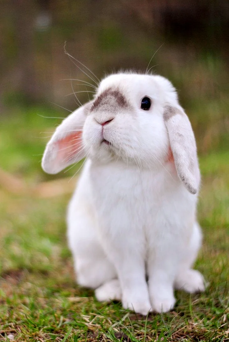 Кролики. Красивое животное